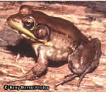 Bronze Frog