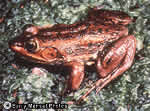 Carpenter Frog