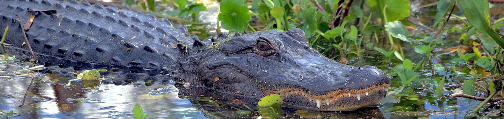 https://wec.ifas.ufl.edu/media/wecifasufledu/images/headers/Alligator-Header.jpg