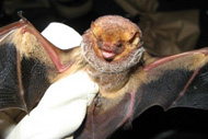 Research Bat 3