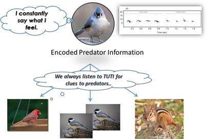 Animal Information Landscapes