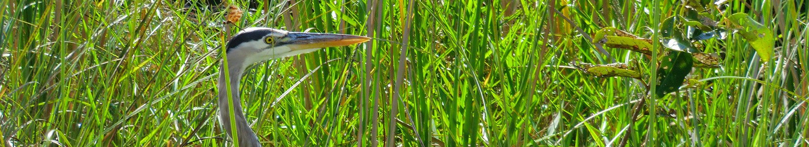 Everglade Great Blue Heron